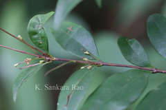 Eugenia cotinifolia subsp. phyllyraeoides